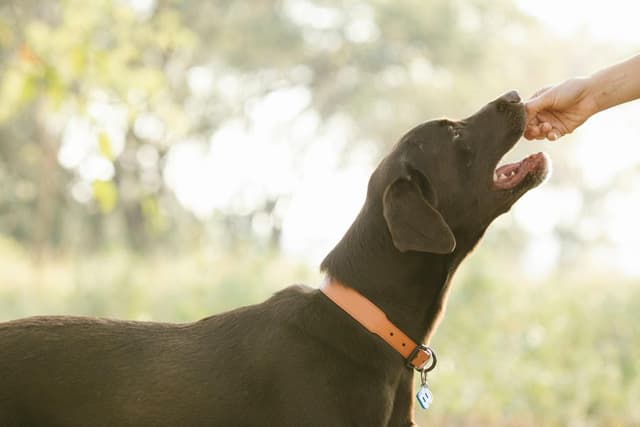 Sustainable Pet Food Packaging Trends