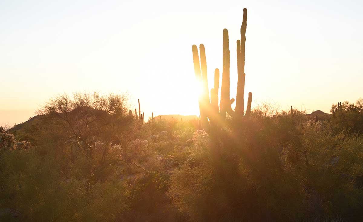 Cactus in a desert during golden hour