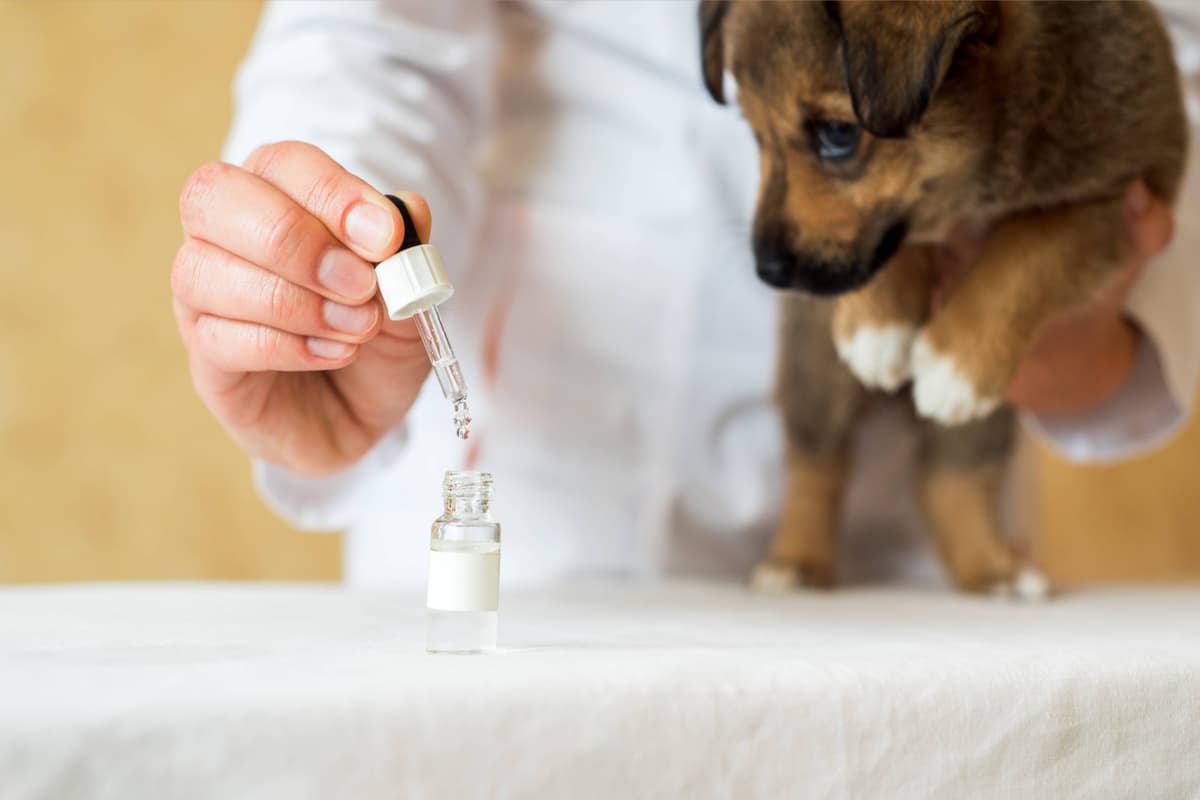 Veterinarian holding a puppy and dispensing liquid medication from a glass dropper bottle
