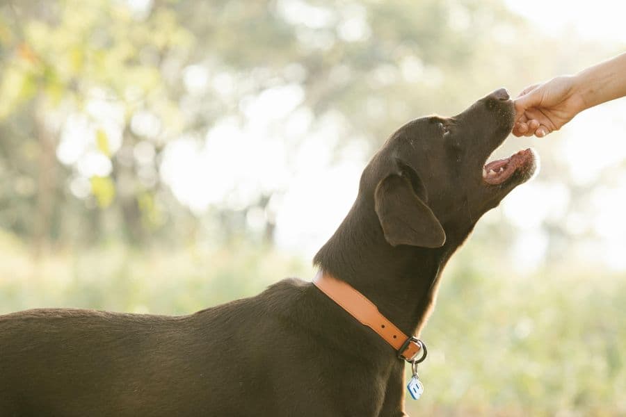Person feeds their dog a treat